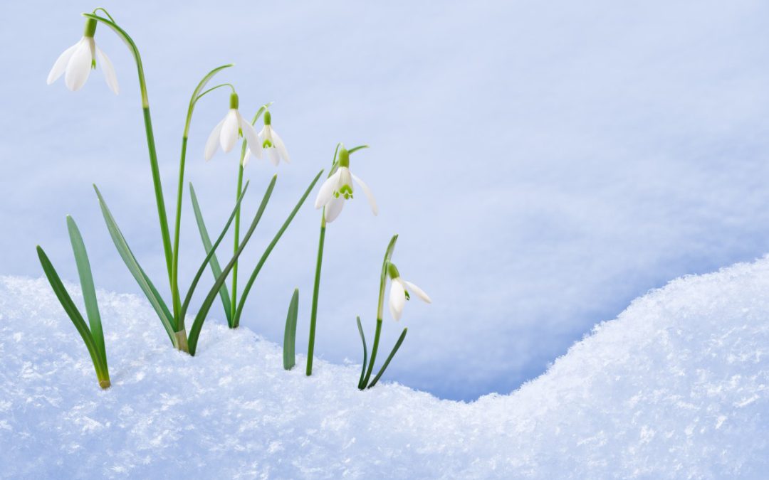 Hromnice Imbolc svátek světla