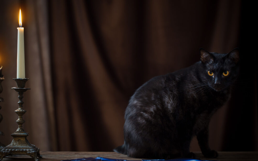 Tajemná magická kočka